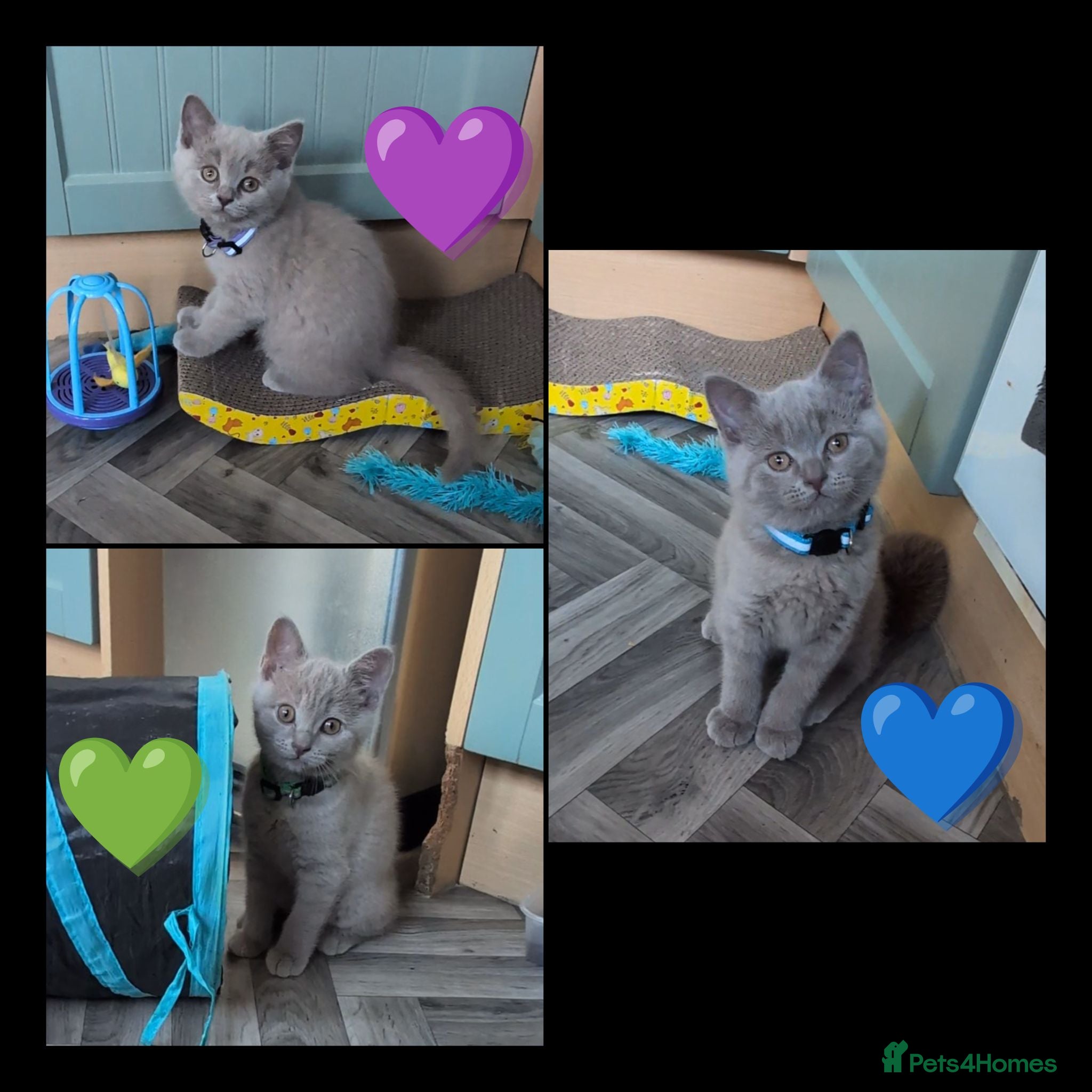 British Shorthair cats Stunning Lilac British Shorthair Kittens For Sale - Advert 2