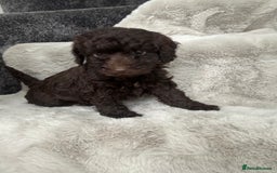 Cockapoo dogs for sale: Cockerpoos  - Image 11