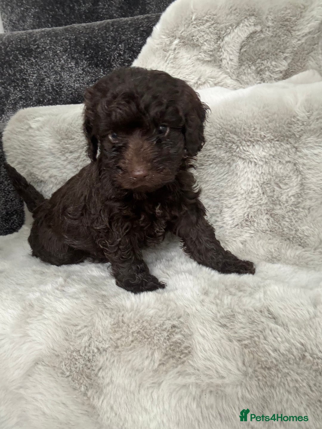 Cockapoo dogs for sale: Cockerpoos  - Image 11