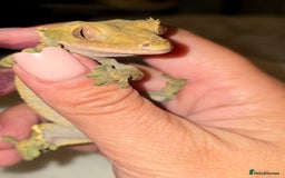 Gecko reptiles for sale: Proven Harlequin Female  - Image 1
