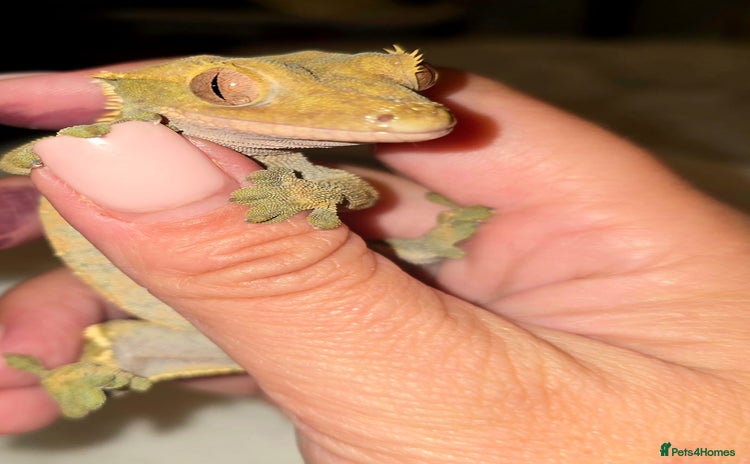 Gecko reptiles - Advert 17