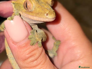 Gecko reptiles - Advert 22