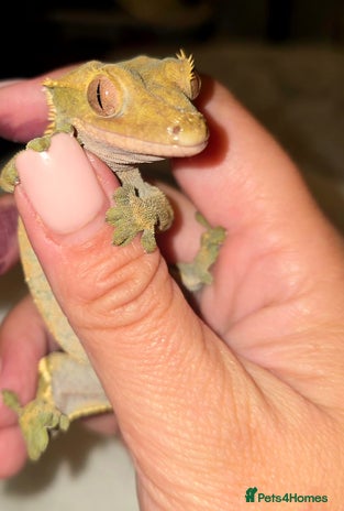 Gecko reptiles - Advert 4