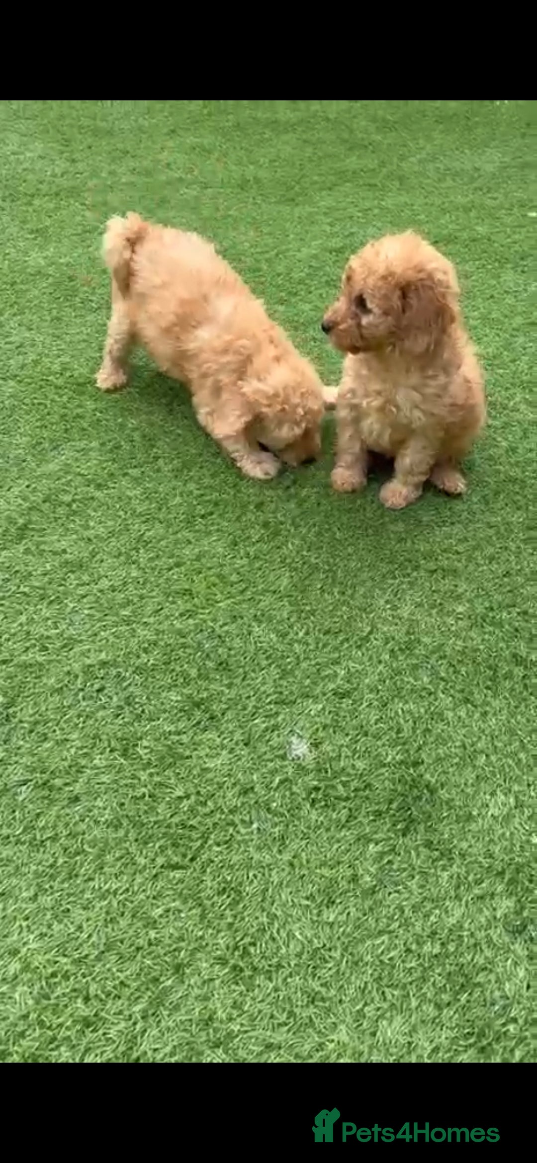 Cockapoo dogs for sale: Cockapoo puppys  - Image 2