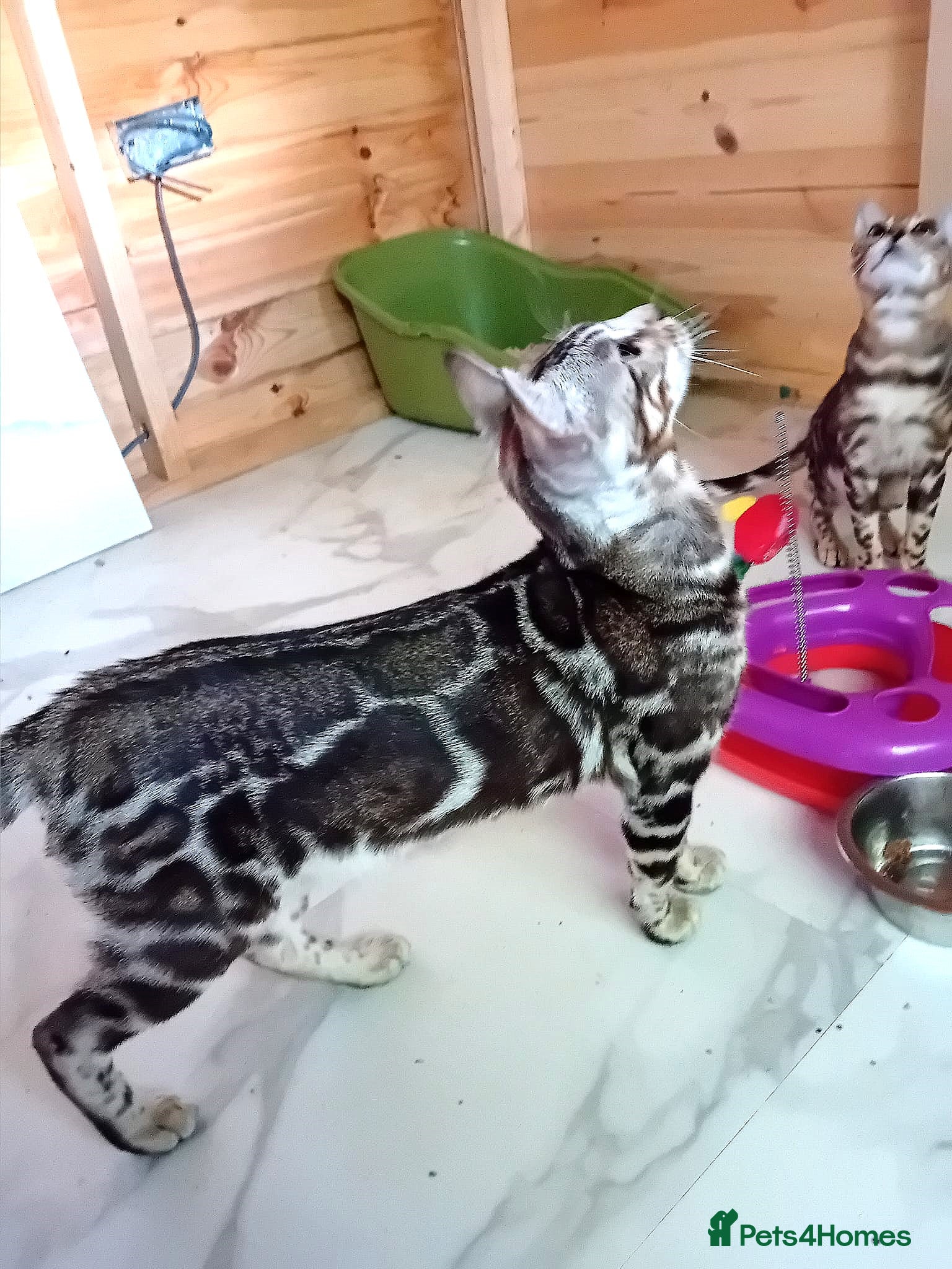 Bengal cats BLUE + SNOW CARRIER Silver Korea Import Clouded - Advert 19