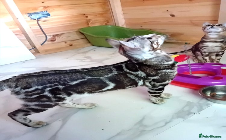 Bengal cats in Gateshead - Advert 12
