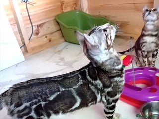 Bengal cats in Gateshead - Advert 32