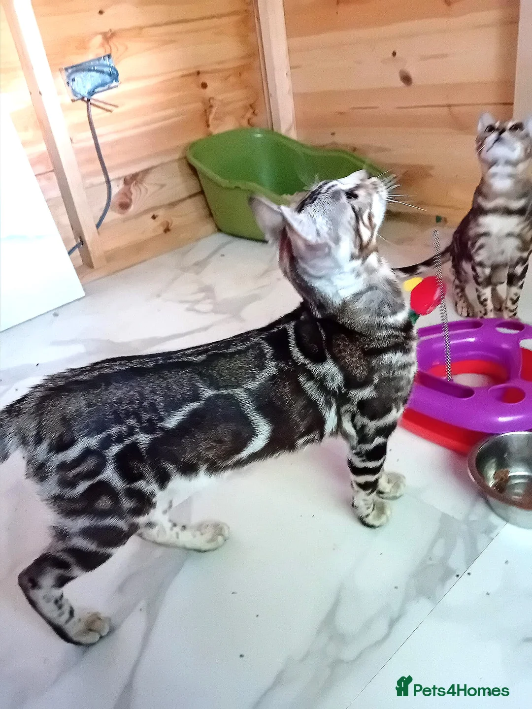 Bengal cats for stud: BLUE + SNOW CARRIER Silver Korea Import Clouded in Gateshead - Advert 4