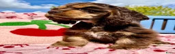 American Cocker Spaniel dogs for sale: KC reg. pure American Cocker Spaniel puppies  - Advert 2