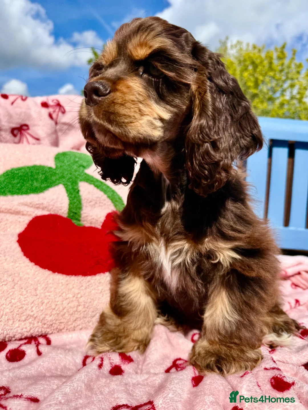 American Cocker Spaniel dogs for sale: KC reg. pure American Cocker Spaniel puppies  - Advert 2