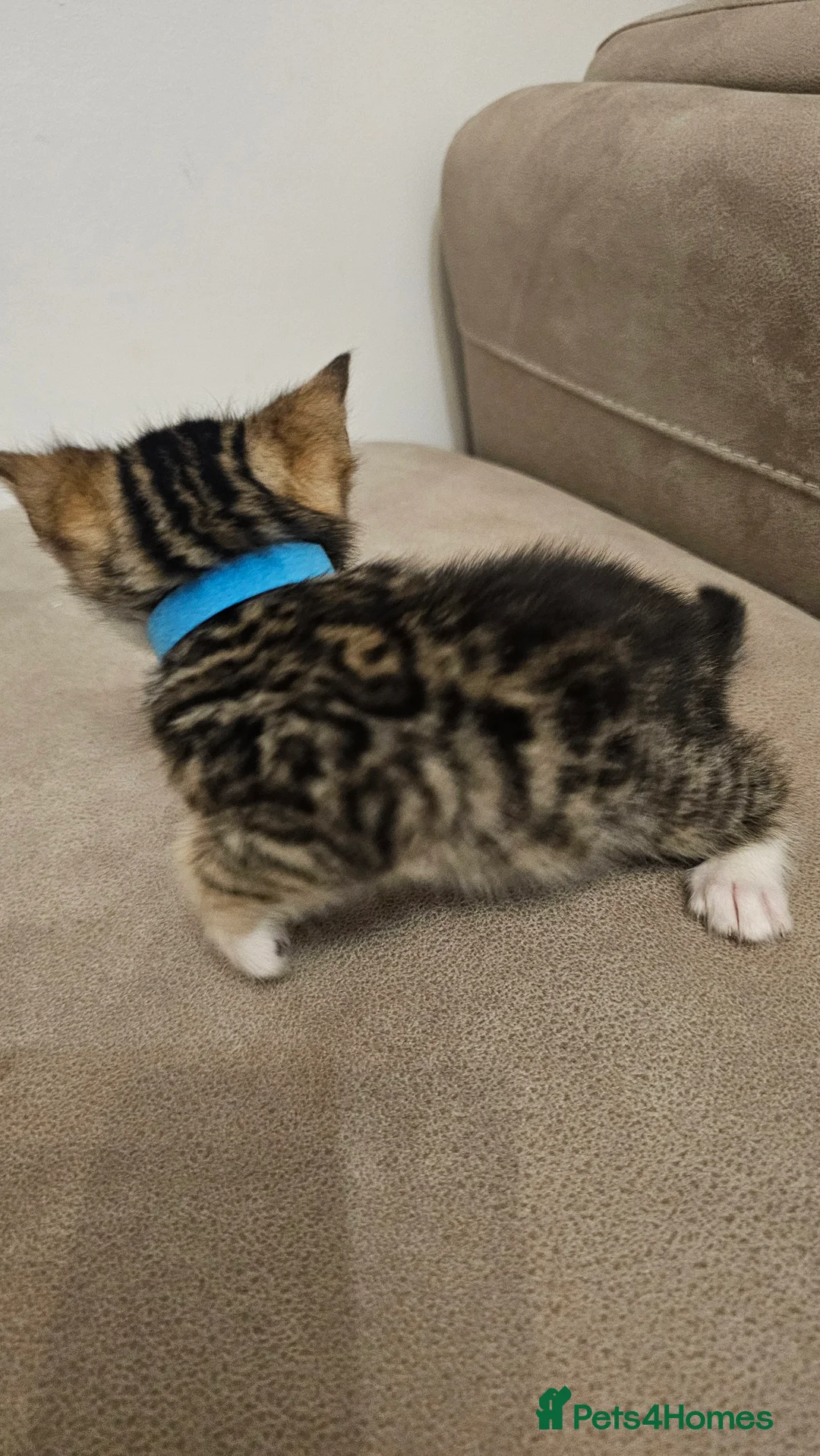 Bengal cats for sale: Bengal kittens - Advert 21