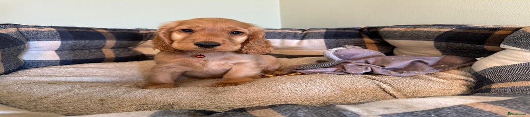 Cocker Spaniel Puppy 1