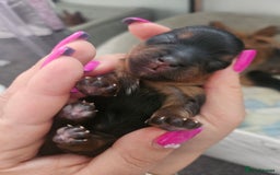Yorkshire Terrier dogs for sale: Yorkshire terrier (miniature) - Image 7