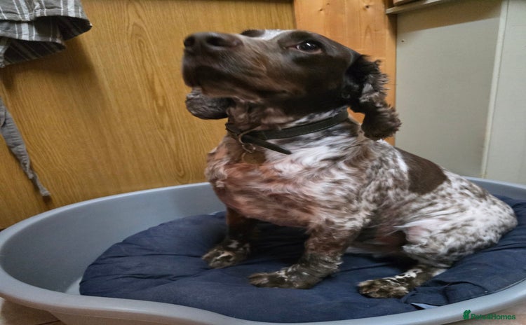 Sprocker dogs - Advert 1