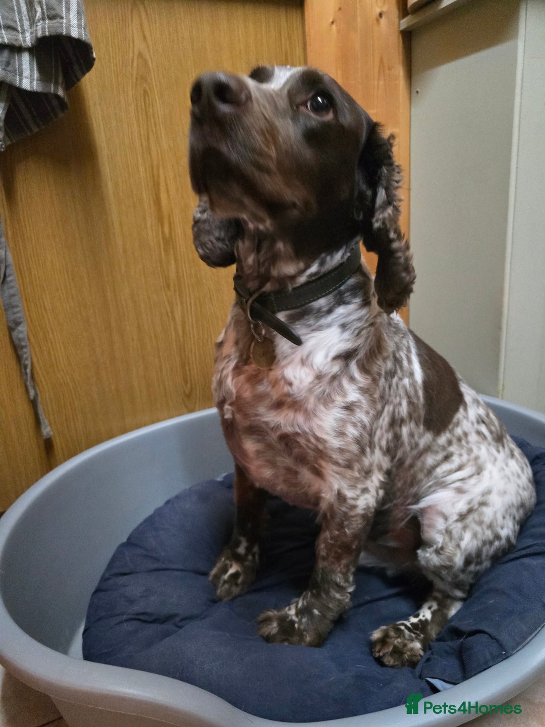 Sprocker dogs for sale: Our Sprocker Spaniel, Levi - Image 1