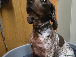 Sprocker dogs - Advert 17