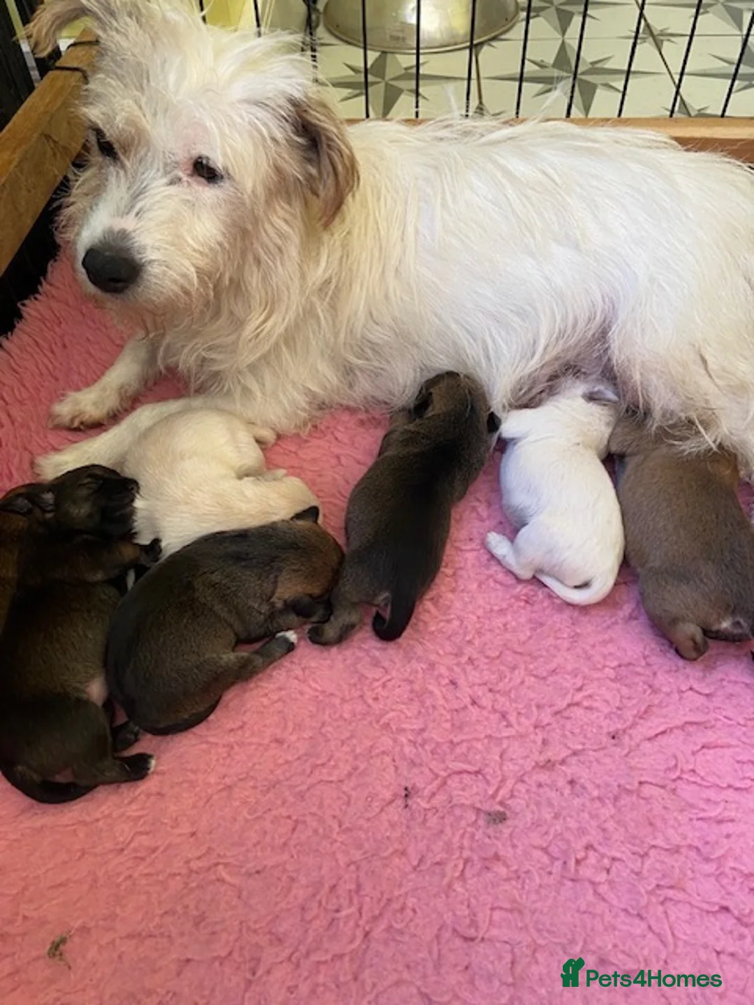 Jack Russell dogs for sale: Gorgeous Rough Coated Jack Russell Puppies in Boston - Advert 2
