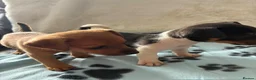 Jack Russell dogs for sale:  Jack Russell puppies for sale  - Advert 7
