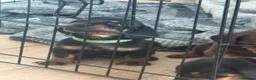 Dachshund dogs for sale: Dachshund puppies in Stourbridge - Advert 8