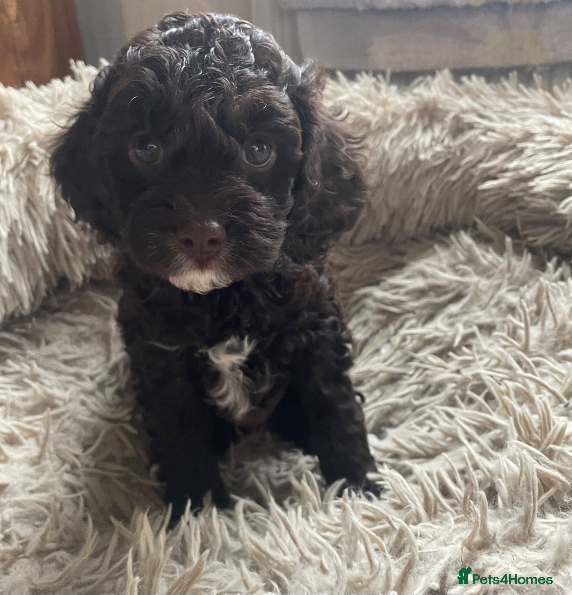 Cavapoo dogs F1 CHOCOLATE Cavapoo’s EXTENSIVELY H/T - Advert 14