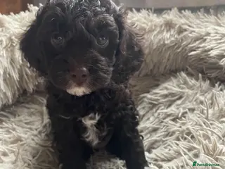 Cavapoo dogs F1 CHOCOLATE Cavapoo’s EXTENSIVELY H/T - Advert 14