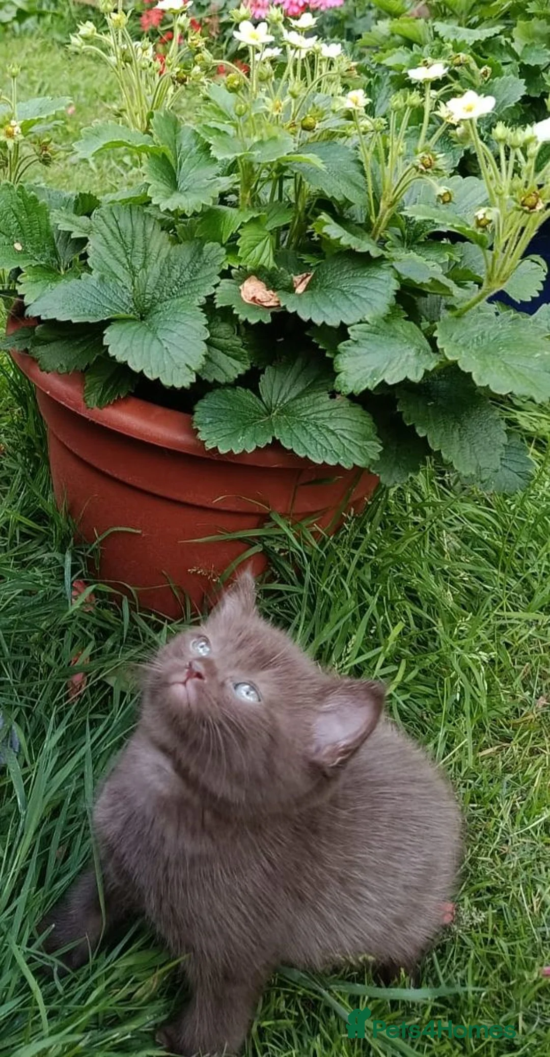 Mixed Breed cats for sale: Brown kitten  - Advert 2