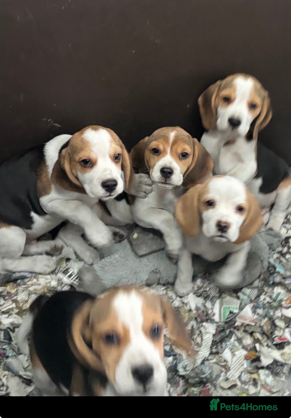 Beagle dogs for sale: KC registered Beagle puppies  - Advert 1