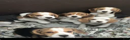 Beagle dogs for sale: KC registered Beagle puppies  - Advert 1