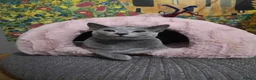 Russian Blue cats for sale: PEDIGREE BLUE RUSSIAN KITTENS  - Advert 8