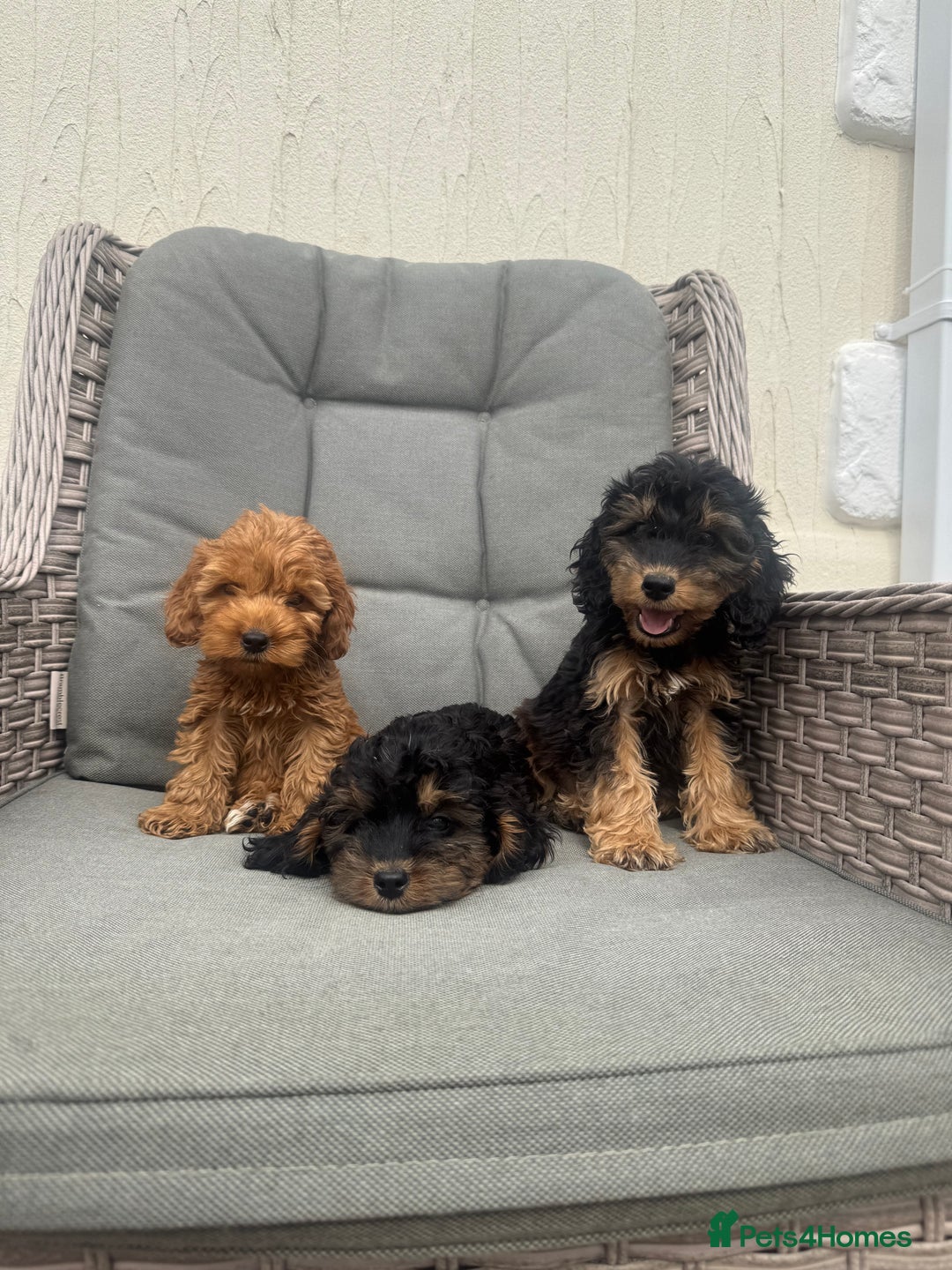 Cockapoo dogs for sale: F1 pra clear Cockapoos (council licensed breeder) - Image 13