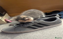 Mixed Breed cats for sale: Little beautiful kittens😀 - Image 12