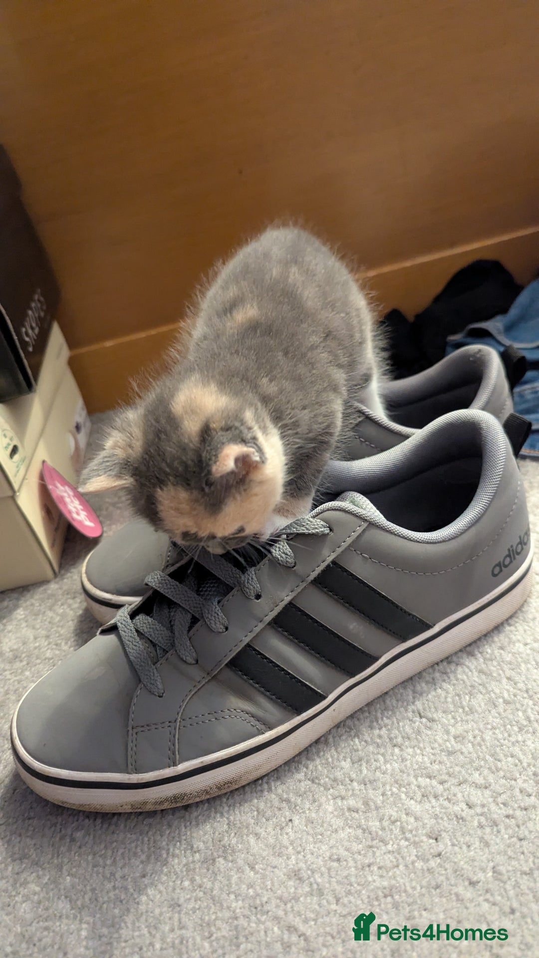 Mixed Breed cats for sale: Little beautiful kittens😀 - Image 12