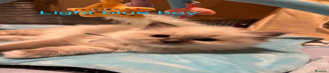 Light Blue boy