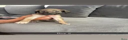 Saluki dogs for sale: Saluki - Advert 8