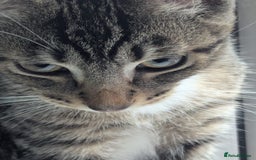 Domestic Shorthair cats for sale: Adorable 4-Month-Old Kitten – Family Home Only - Image 2