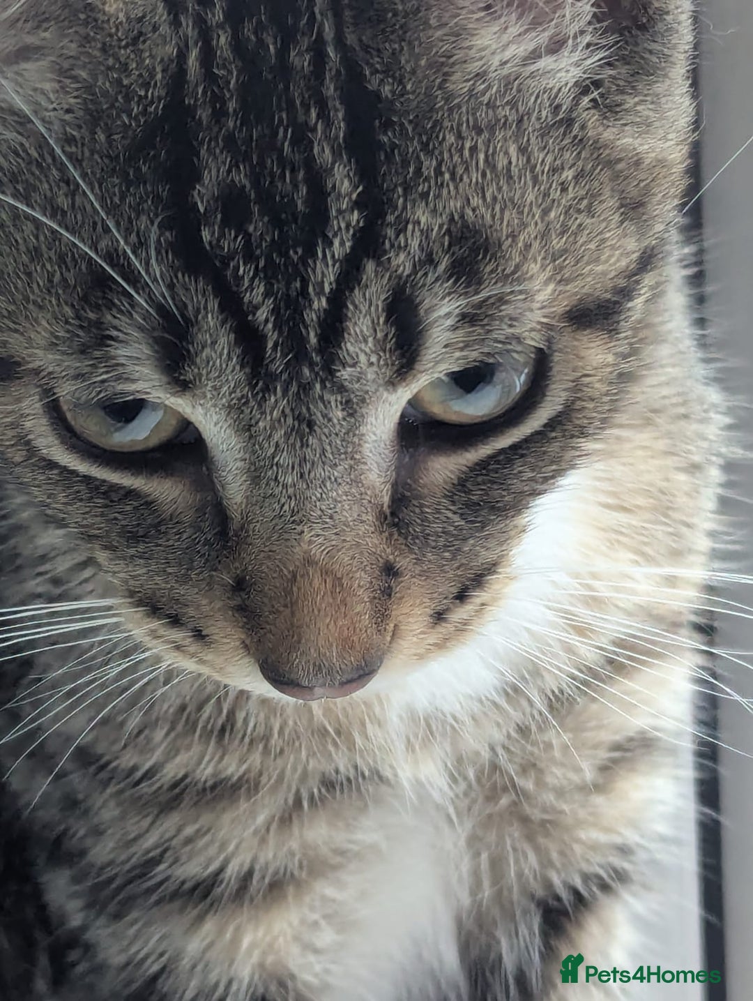 Domestic Shorthair cats for sale: Adorable 4-Month-Old Kitten – Family Home Only - Image 2