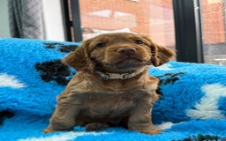 Cocker Spaniel dogs for sale: Gorgeous working cocker spaniels  - Image 5