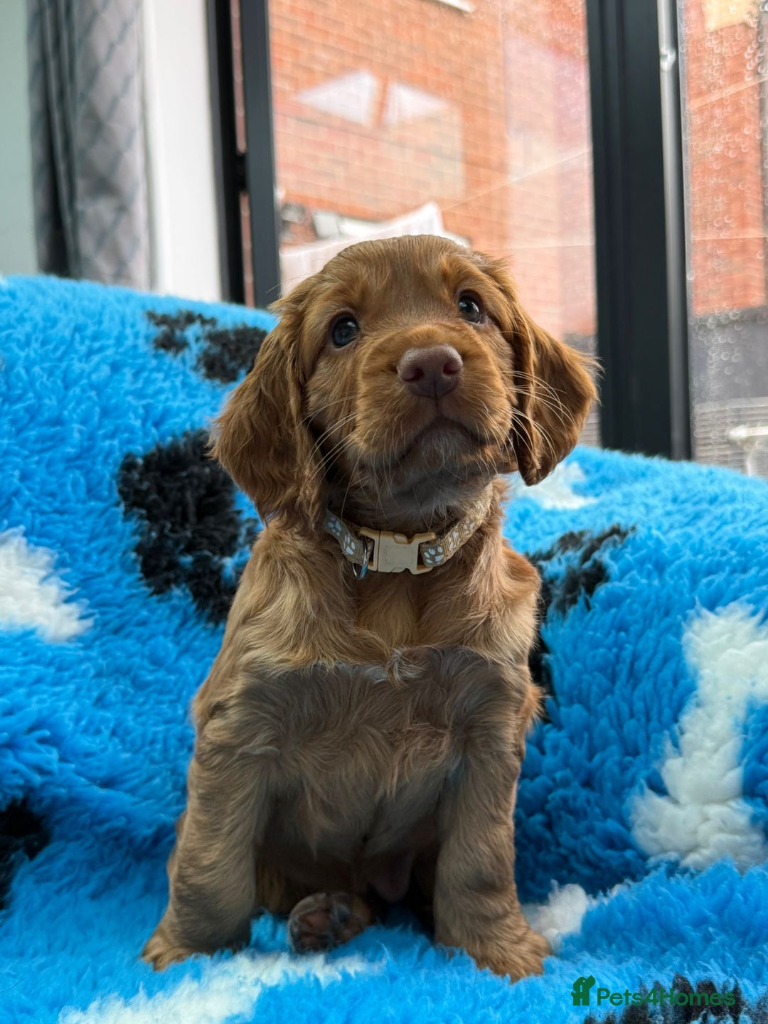 Cocker Spaniel dogs for sale: Gorgeous working cocker spaniels  - Image 5