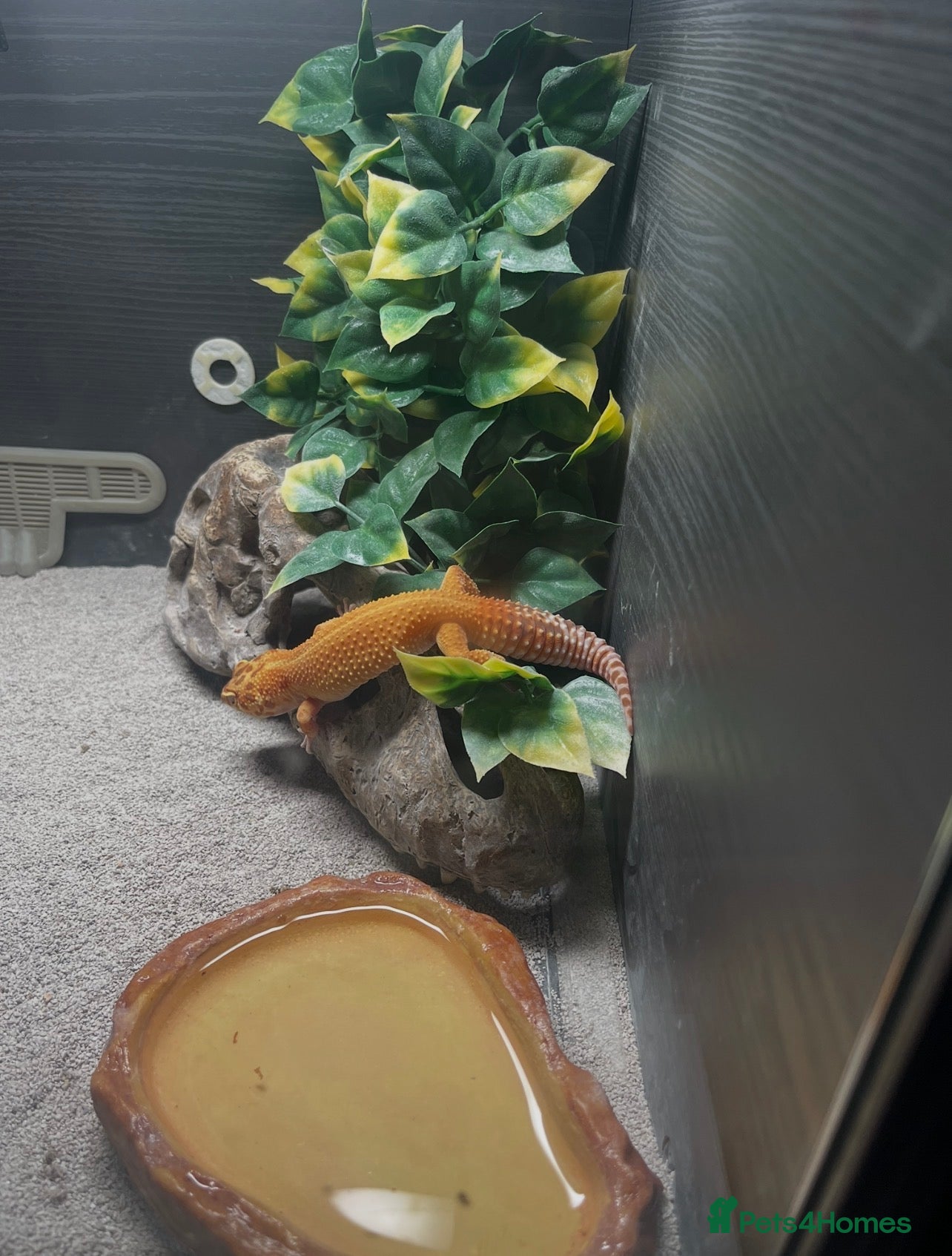 Gecko reptiles Leopard Gecko - Advert 2