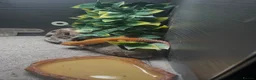 Gecko reptiles for sale: Leopard Gecko - Advert 1