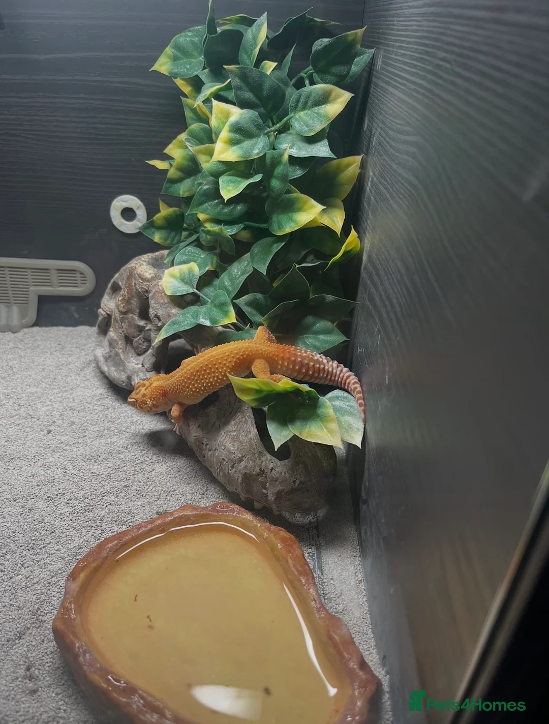 Gecko reptiles for sale: Leopard Gecko - Advert 1