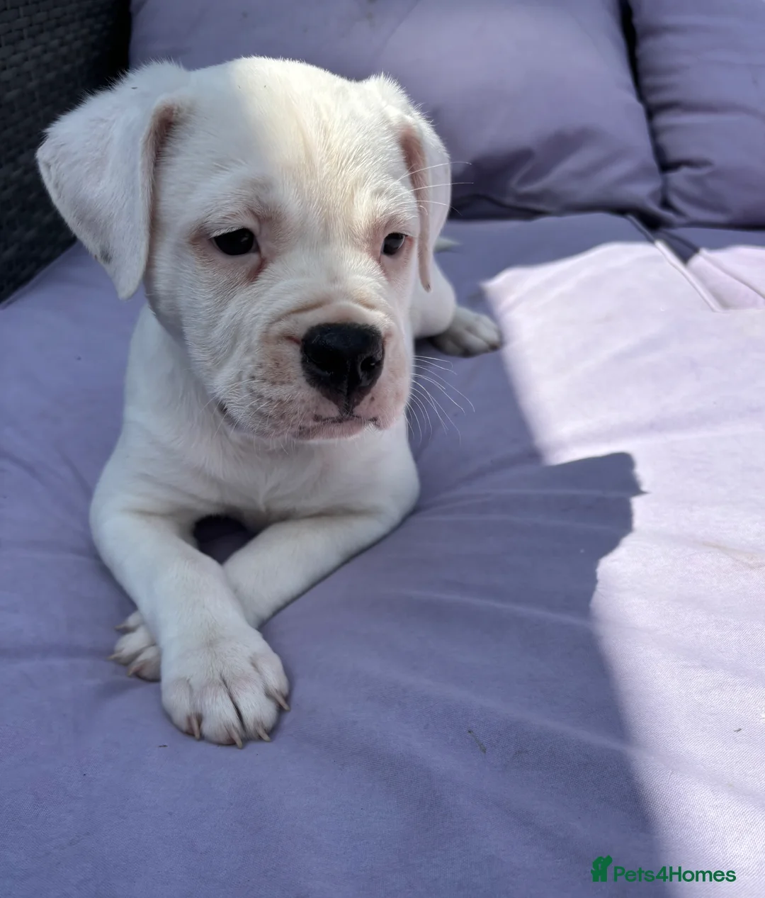 Mixed Breed dogs for sale: Lovely puppies for sale  - Advert 2