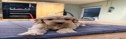 Cockapoo dogs for sale: Beautiful Cockapoo pups - Advert 13
