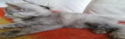Maine Coon cats for sale: TICA REGISTERED GORGEOUS MAINE COONKITTENS - Advert 12