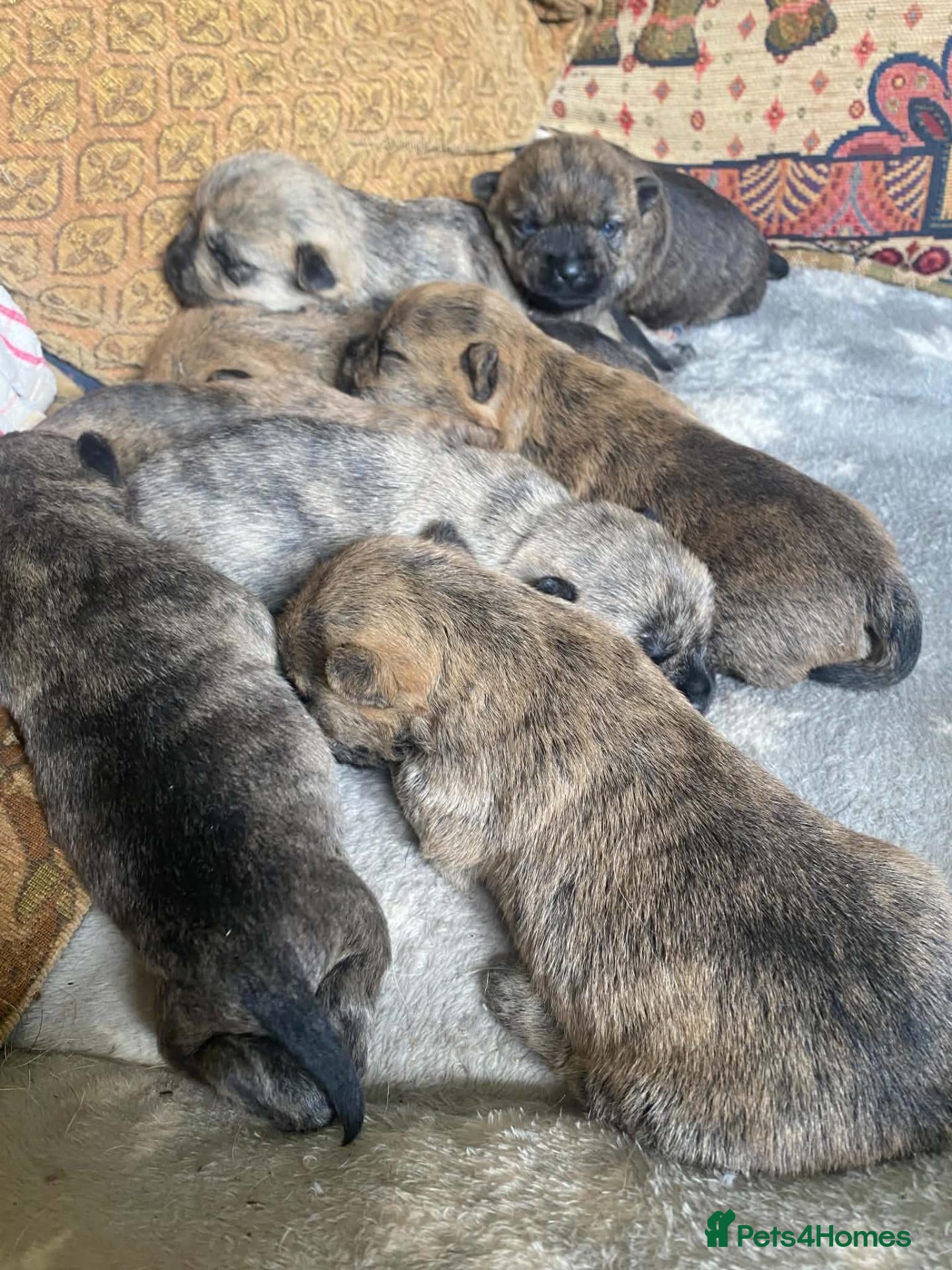 Cairn Terrier dogs KC reg cairn terrier puppies - Advert 2