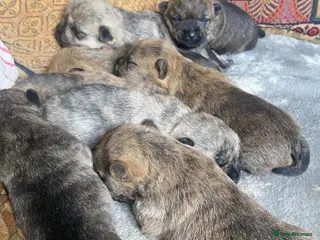 Cairn Terrier dogs KC reg cairn terrier puppies - Advert 2