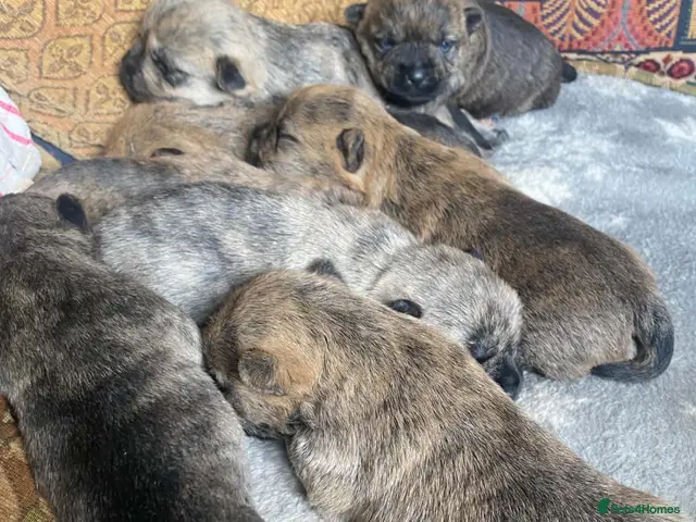 Cairn Terrier dogs KC reg cairn terrier puppies - Advert 2