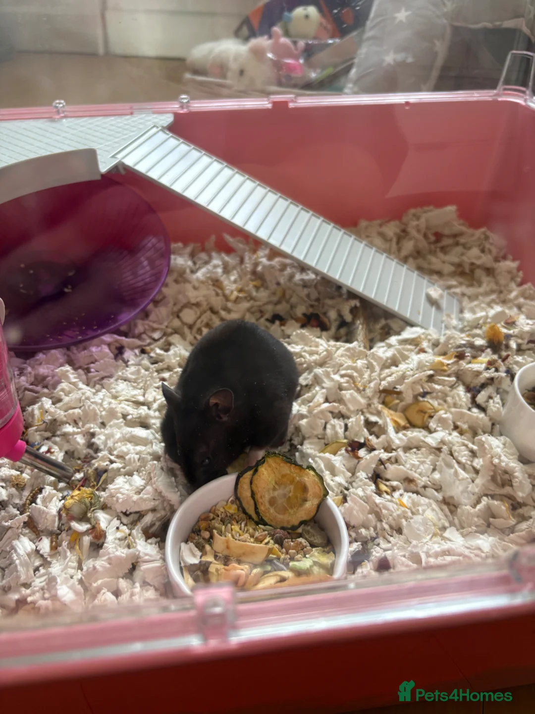Hamster rodents for sale: 1 male and 1 female Syrian hamster  in Weymouth - Advert 2