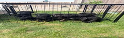 Cane Corso dogs for sale: Cane Corso puppy’s  - Advert 1