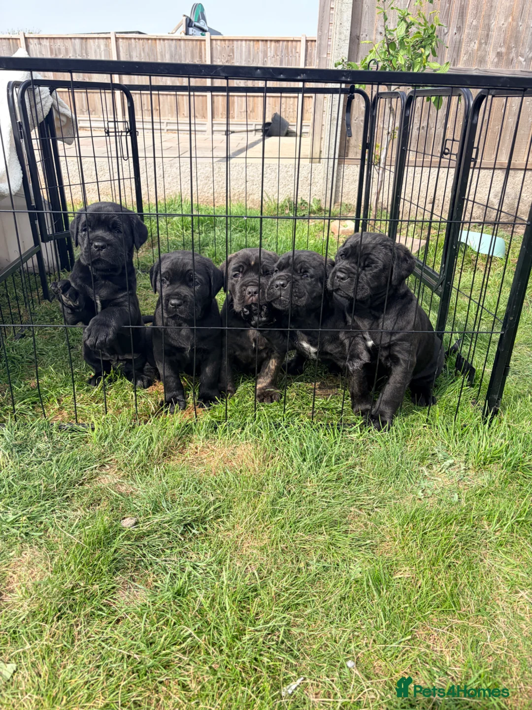 Cane Corso dogs for sale: Cane Corso puppy’s  - Advert 1
